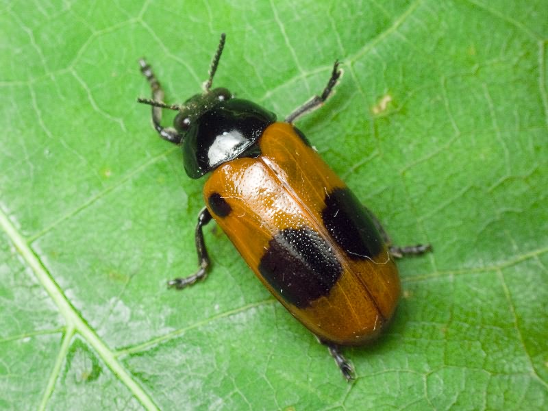 Clytra laeviuscula Ratzeburg, 1837